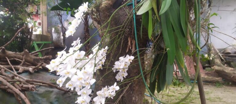 Mengenal Tanaman Hias Bunga Anggrek Di Desa Sukaraja, Rajabasa Lampung Selatan